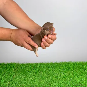 Chihuahua - Chiquita