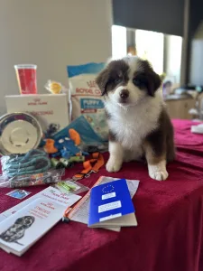 Australian Shepherd - Budnat Aussies