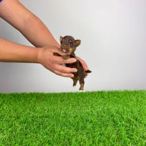 Yorkshire Terrier - Landro