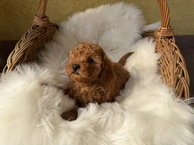 Trpasličí pudl - Goofy