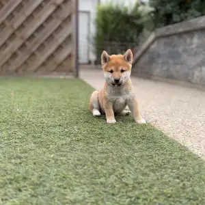 Shiba - Bravados Inori