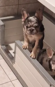 French Bulldog - Drahma