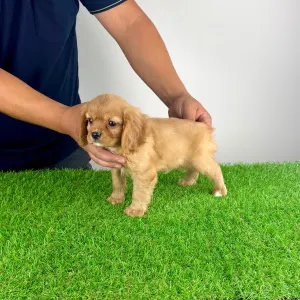 Cavalier King Charles Spaniel - Woody