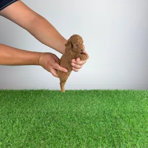 Pudel Toy - Zingo