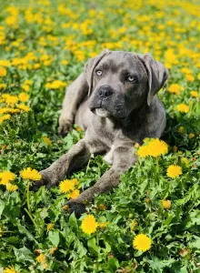 Cane Corso Italiano - Romyna