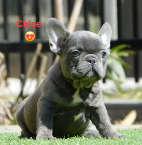 Francouzský buldoček - Chloe