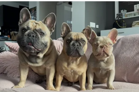 French Bulldog - Thug Life Paco