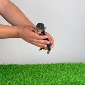 Yorkshire Terrier - Wickie