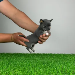 Chihuahua - Onix