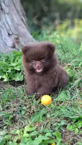 Pomeranian - Peddy Hermoso La Noche 
