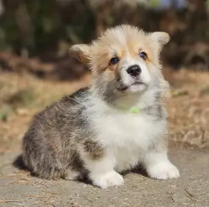 Welsh Corgi Pembroke - Thomas