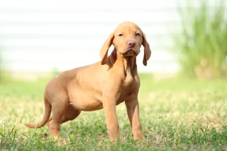 Rövidszőrű magyar vizsla - Repce