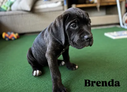 Cane Corso - Brenda