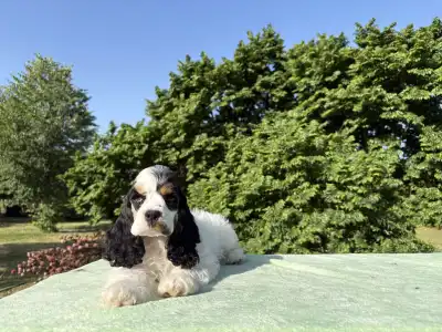 American Cocker Spaniel - Everlasting Pea