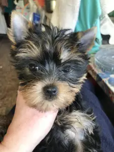 Yorkshire Terrier - Ofélia