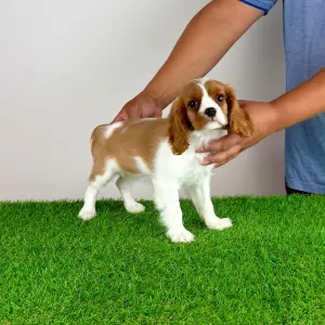 Cavalier King Charles Spaniel - Tabita