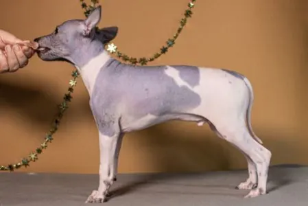 American Hairless Terrier - Altair Sky