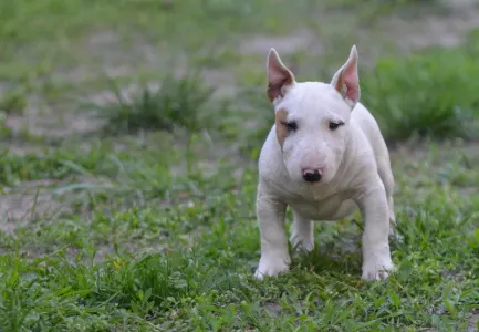 Miniatűr bullterrier - Laka