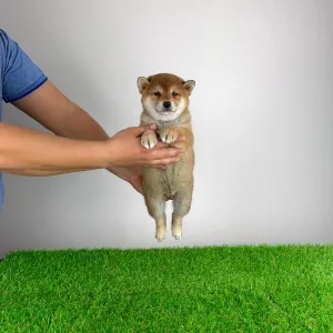 Shiba - Lizzy