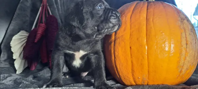 Cane Corso Italiano - Csíkos 