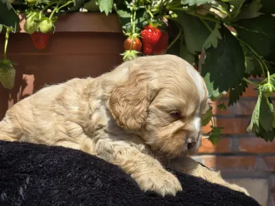 Cavapoo - Terence Hill