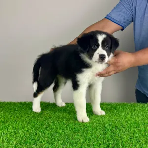 Australian Shepherd - Volly