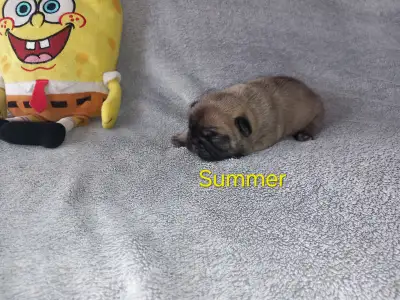 Francia bulldog - Miora Frenchie Summer