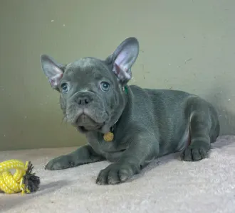 French Bulldog - Timo