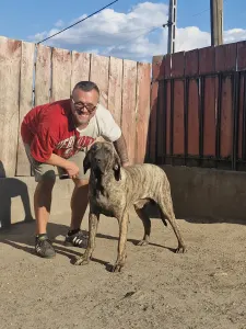 Fila Brasileiro - Hektor De Oro Puro