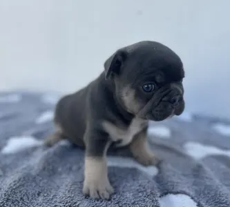 French Bulldog - Theo