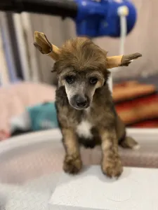 Chinese Crested Dog - Powder Sable Boy