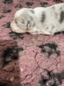 Border Collie - Bounty/slate Sable Kan