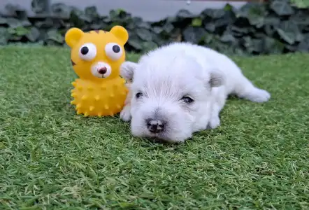 West Highland White Terrier - Athos