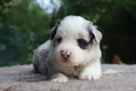 Border Collie - Banduren Border Flow
