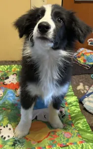 Border Collie - Generico 