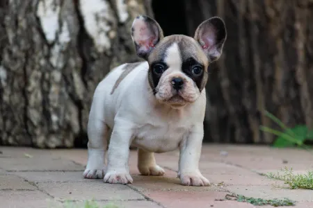 Französische Bulldogge - Black Pirate