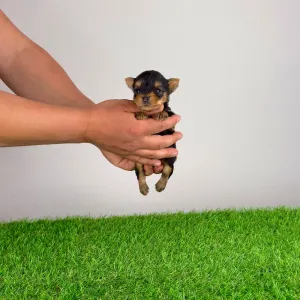 Jorkšírský teriér - Volt