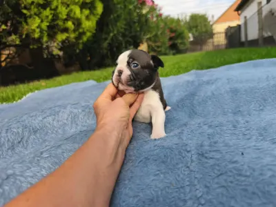 Boston Terrier - Gerbera