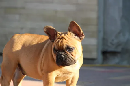 French Bulldog - Uriel