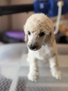 Střední pudl - White Boy