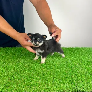 Chihuahua - Lillemor