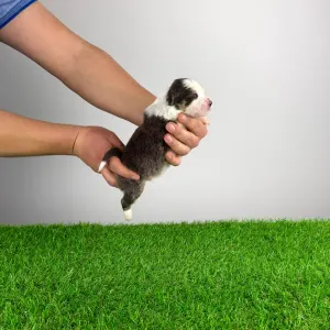 Australian Shepherd - Benivaro