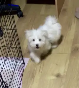 Coton de Tuléar - Bingo