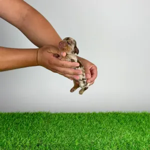 Jamnik - Doggy