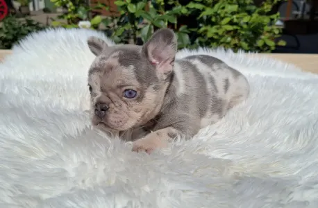 Francia bulldog - Hedy