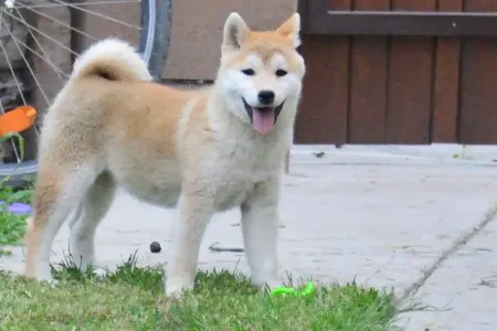 Shiba - Fornacis