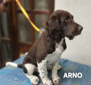 Malý münsterlandský ohař - Arno