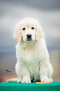 Golden Retriever - Orange Girl