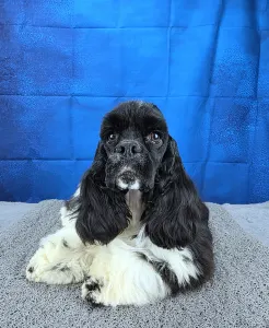 American Cocker Spaniel - Pici