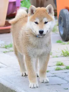 Shiba - Fornax